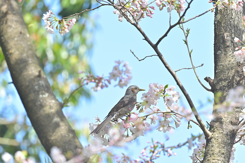 桜