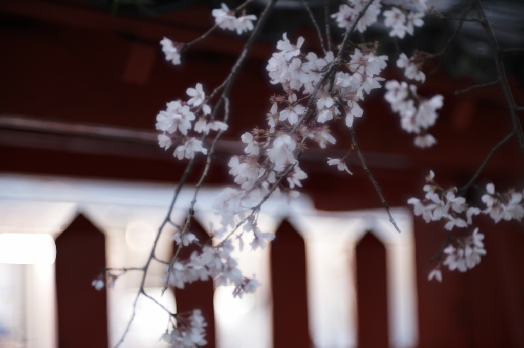 桜