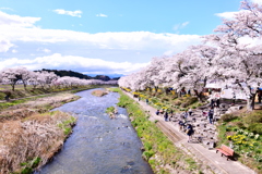 夏井川千本桜