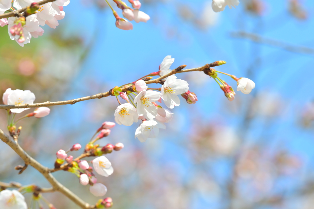 桜日和　4