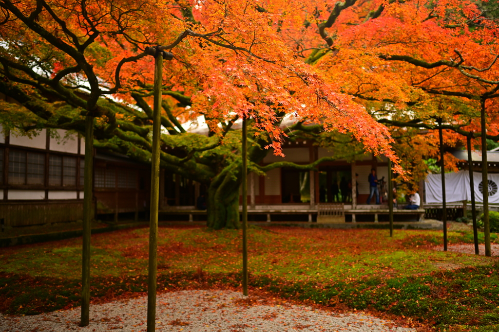 雷山千如寺大悲王院の大楓