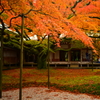 雷山千如寺大悲王院の大楓