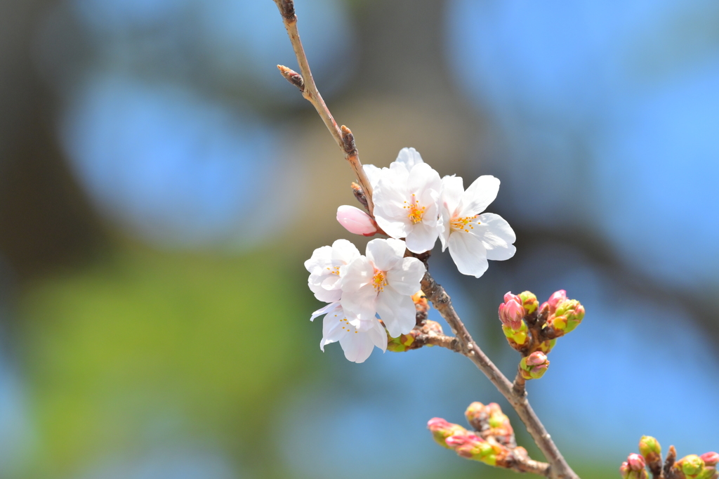 桜日和　5