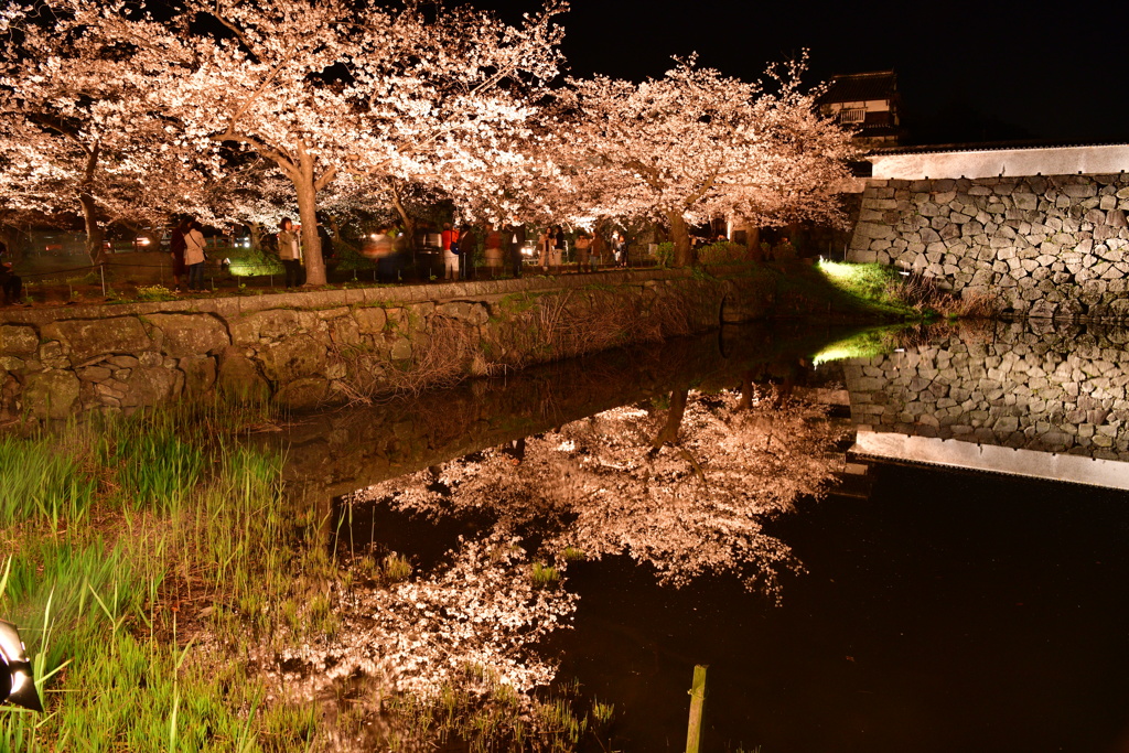 福岡のお城跡の夜桜