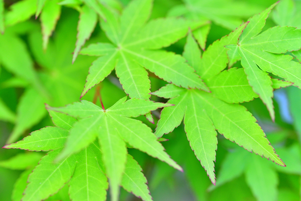 Acer