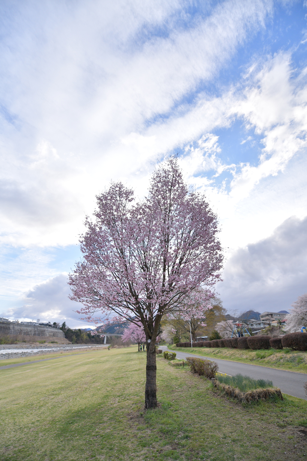 雲とさくら