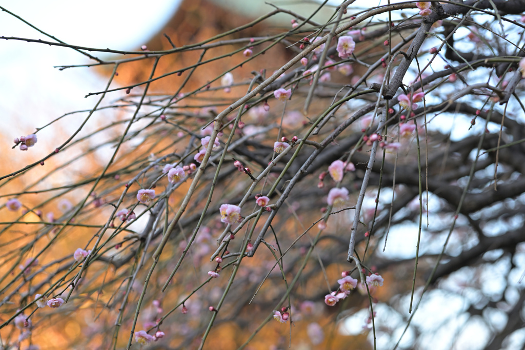 上野東照宮　ぼたん苑　2