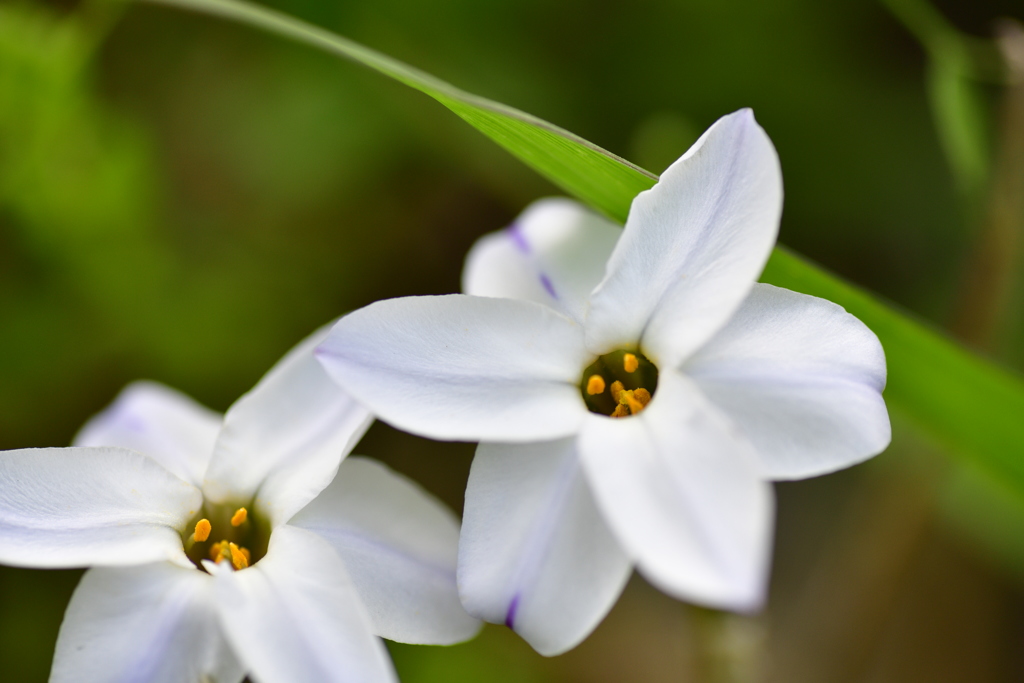 野の花