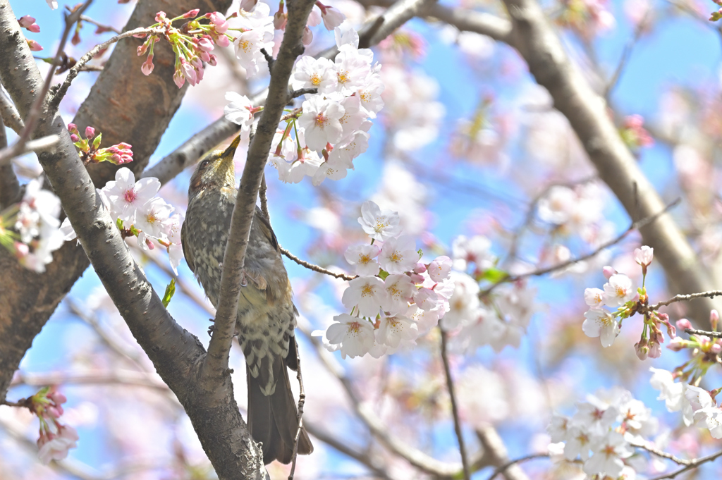 桜とひよどり