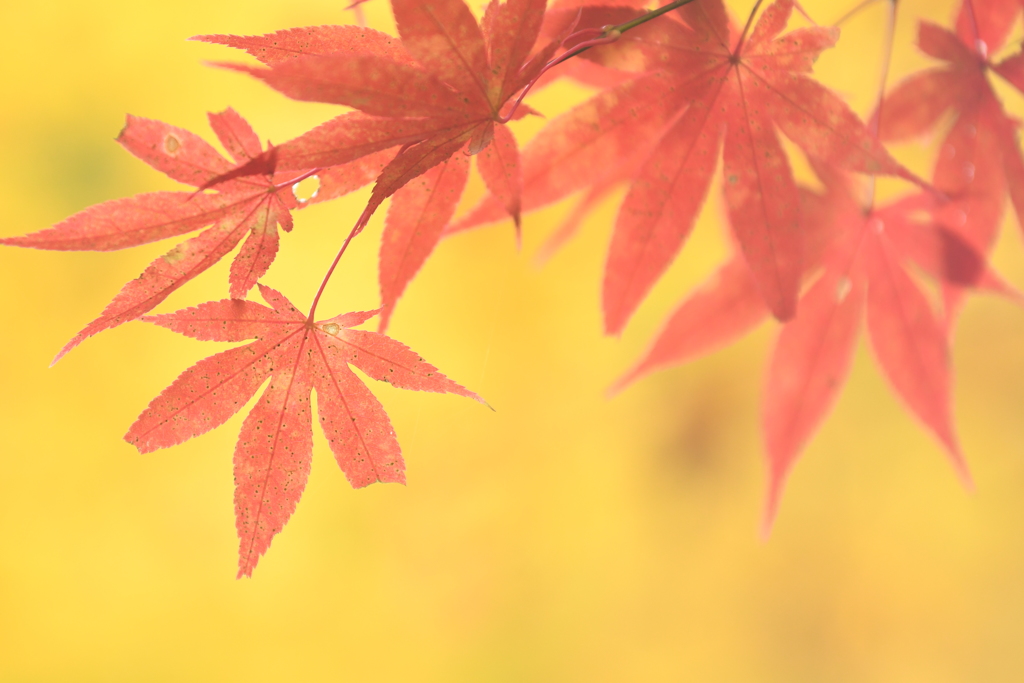 東照宮の楓
