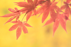 東照宮の楓