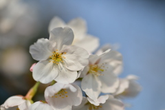 桜咲いた！