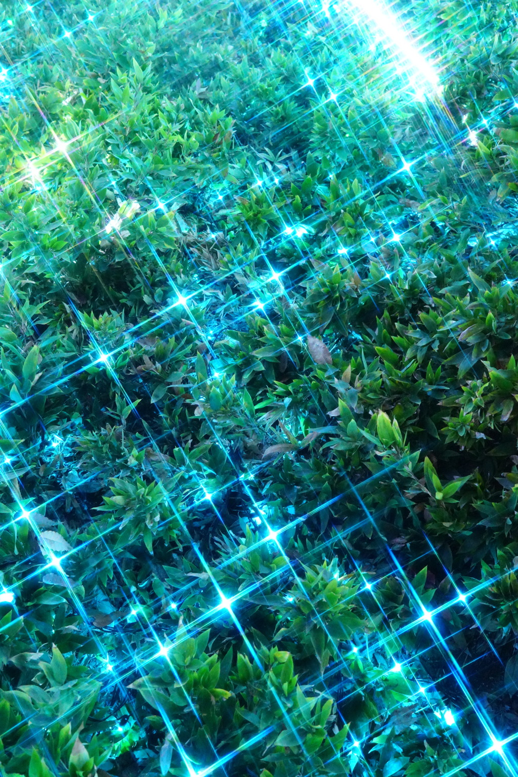 Glowing grass