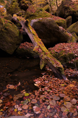 落ち葉と渓流