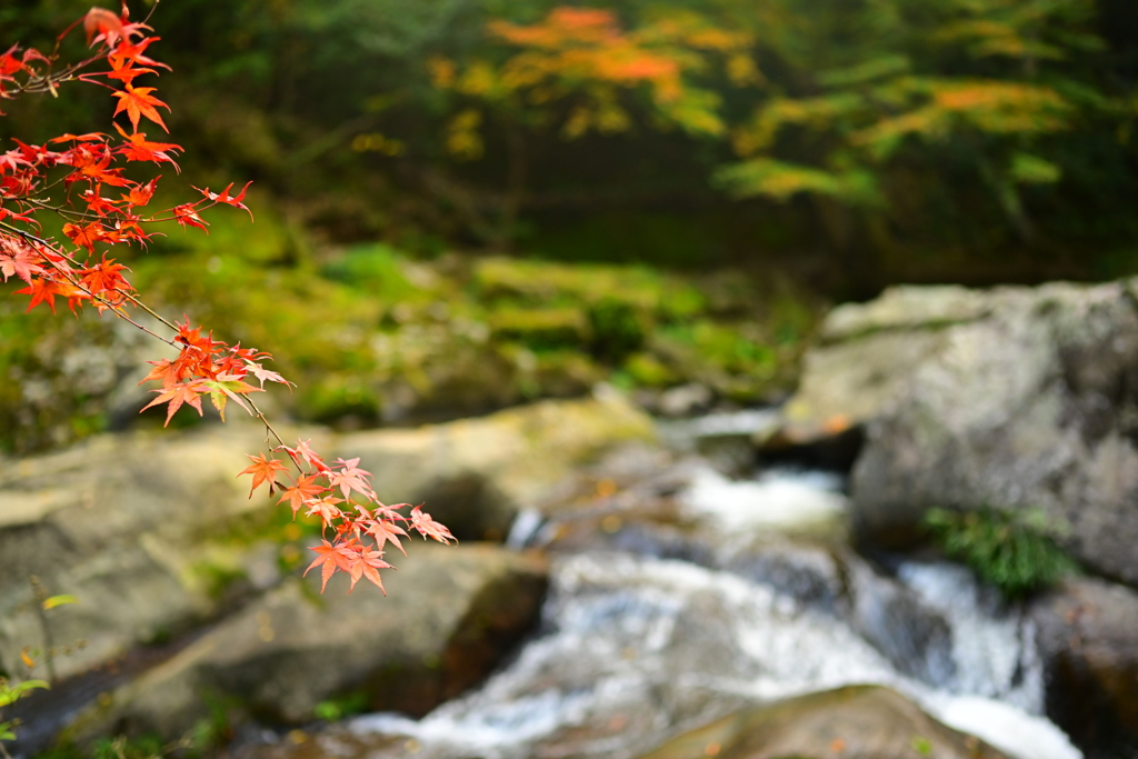 風に揺れる紅葉