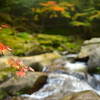 風に揺れる紅葉