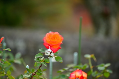 初冬の薔薇