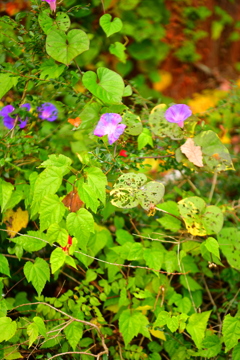 Leaf