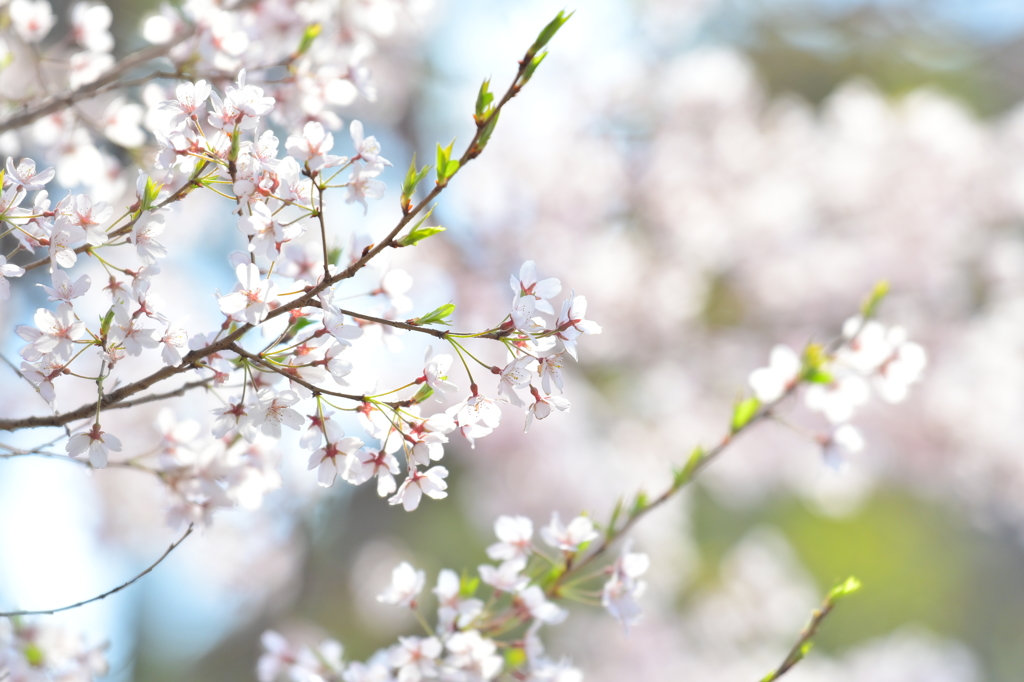 桜日和　2