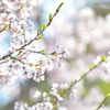 桜日和　2
