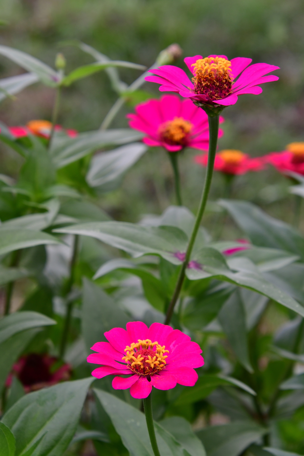 ペーパーさんみたいな色の花ｗ