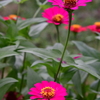 ペーパーさんみたいな色の花ｗ