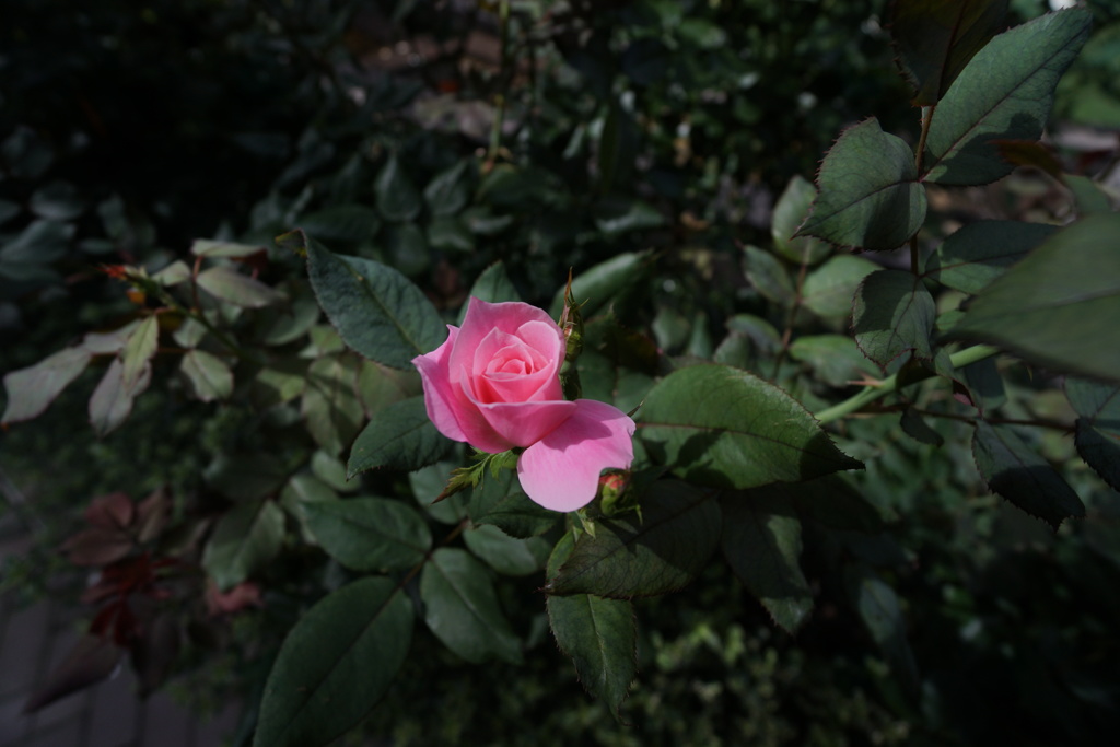 一輪の薔薇