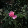 一輪の薔薇