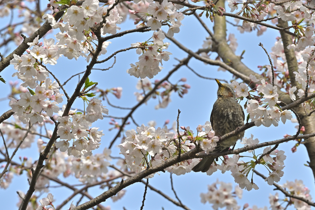 春ですよ
