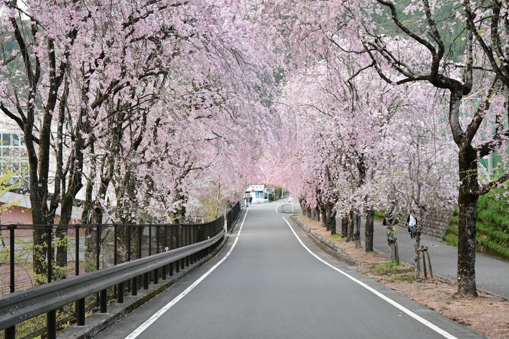 桜トンネル