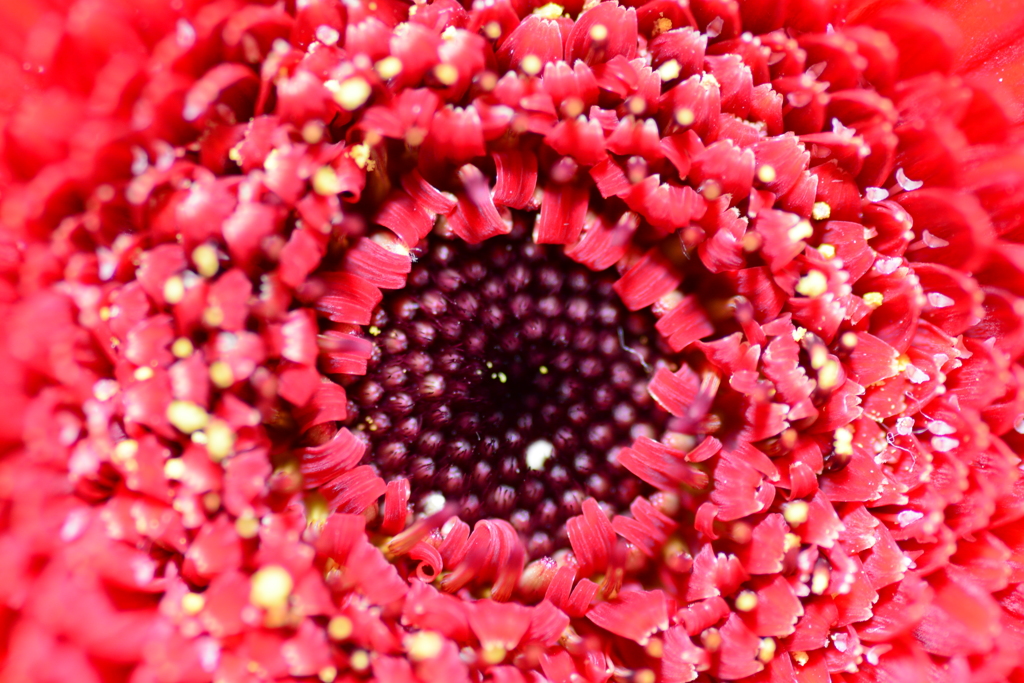 DSC_1424