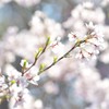 桜日和　