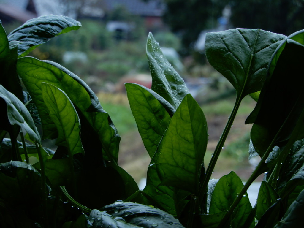 野菜