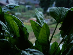 野菜