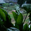 野菜