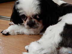 愛犬