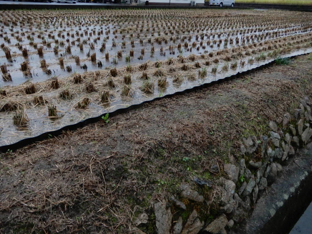 散歩中に