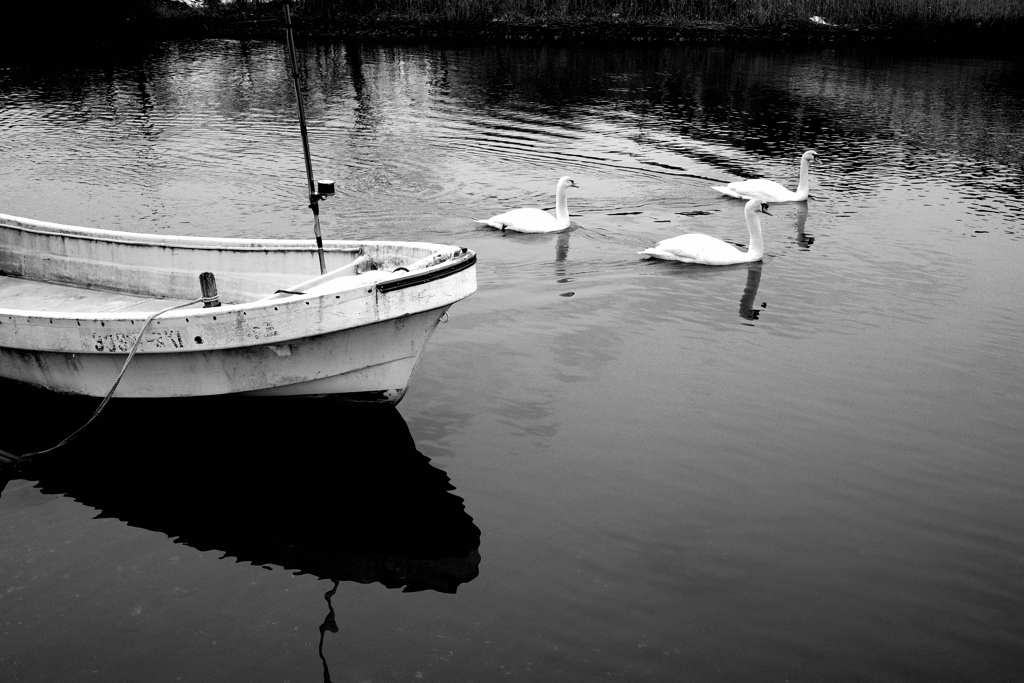白鳥は泳ぐ