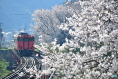 香住の桜