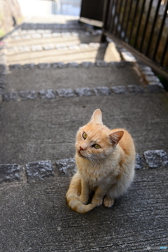 A cat of ONOMICHI