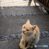 A cat of ONOMICHI
