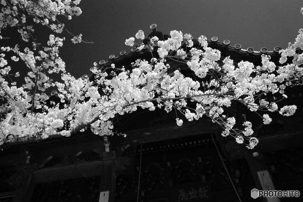 Monochrome of "SAKURA"