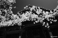 Monochrome of "SAKURA"