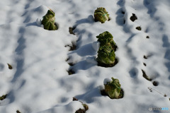 雪の白菜畑