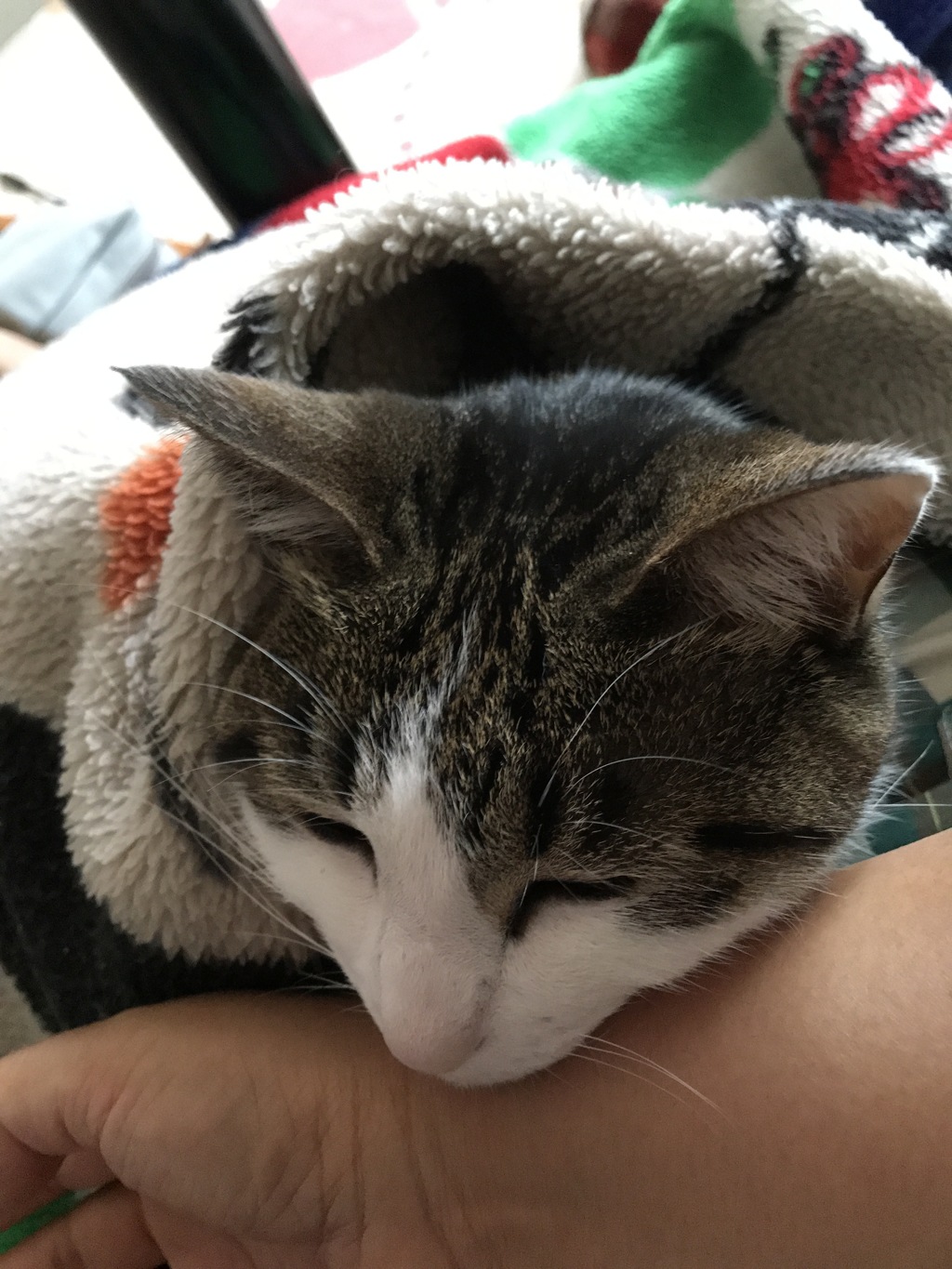 我が家のメル
