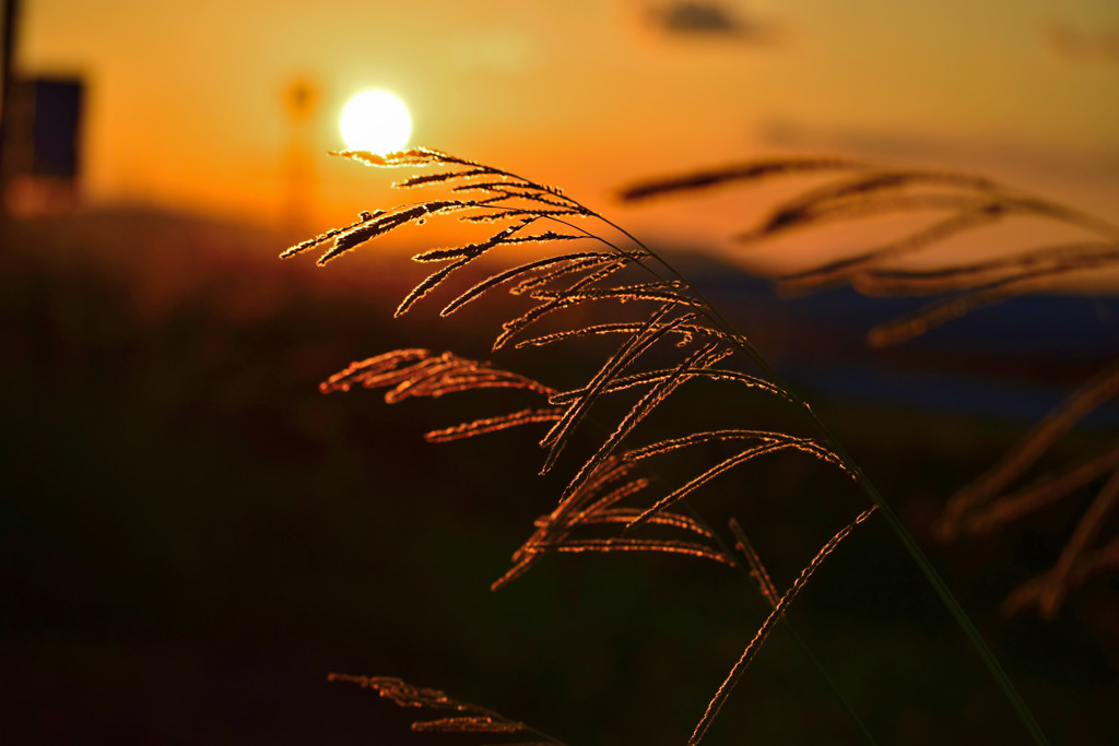 ススキと夕日