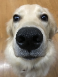 ゴールデンレトリーバー