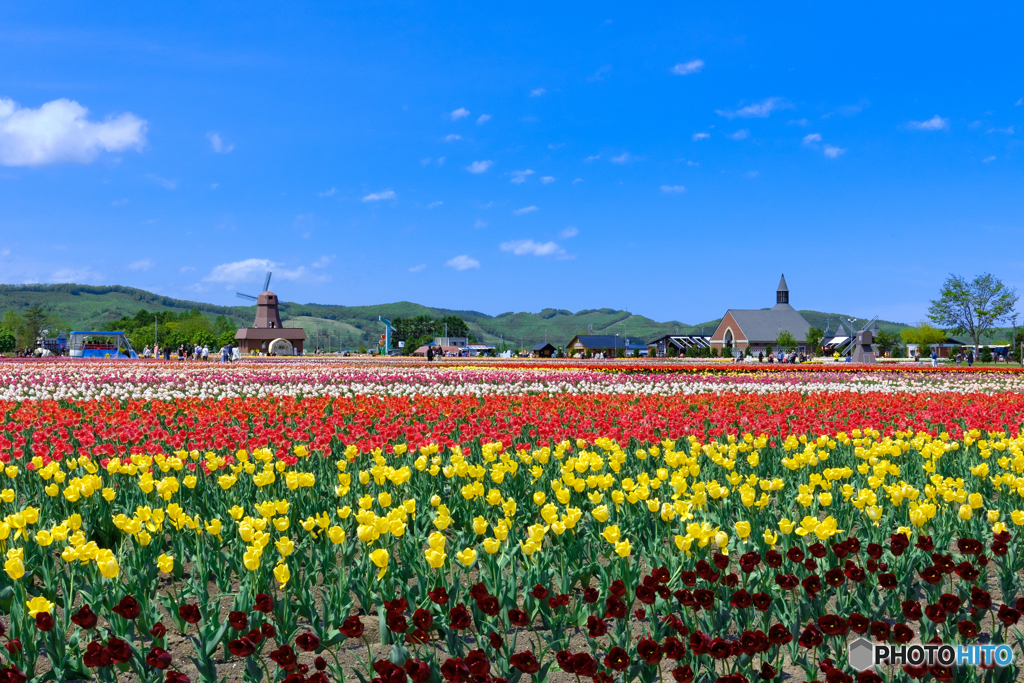 上湧別町 チューリップ公園