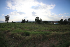 タウンジーのワイン工場のぶどう畑
