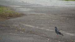 鳩さん